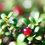 брусниця це: користь, лікувальні властивості та застосування ягоди