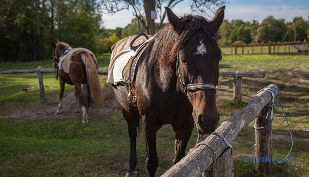 Коні, які лікують дорослих і дітей