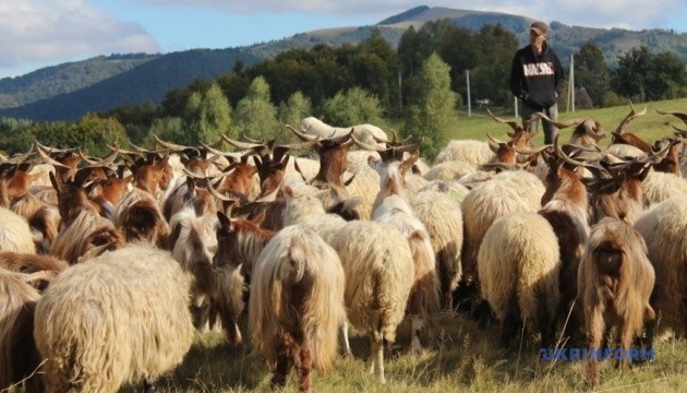 «Та котра би жона пішла в полонину?»